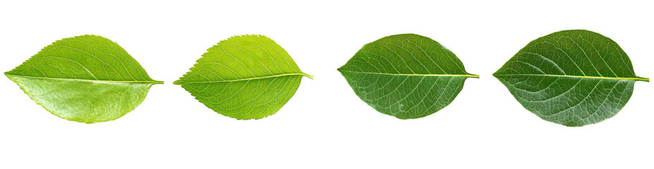 Obraz premium Green leaves isolate on transparent background, fresh and vibrant, nature's elegance, cutout, png