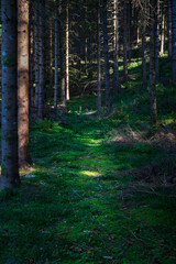 Fototapeta premium path covered in moss in the forest in autumn with light and shadow