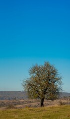 Fototapeta premium Scenic view of a green solitary tree on a grassy hillside under a clear blue sky