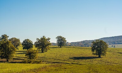 Fototapeta premium Scenic view of green trees on a grassy landscape under a clear blue sky