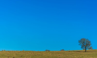 Obraz premium Scenic view of a green solitary tree on a grassy hillside under a clear blue sky