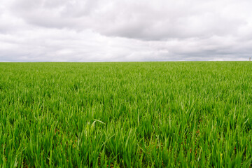 Green wheat growing in the fields. The concept of agriculture, ecology, gardening. Field of green grass.