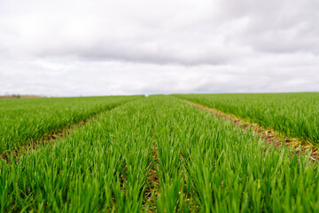 Green wheat growing in the fields. The concept of agriculture, ecology, gardening. Field of green grass.