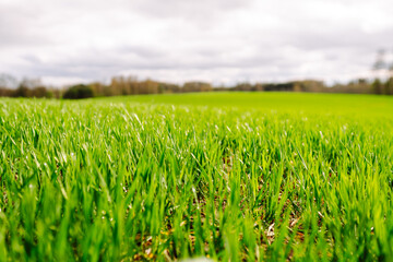 Green wheat growing in the fields. The concept of agriculture, ecology, gardening. Field of green grass.