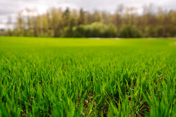 Fototapeta premium Green wheat growing in the fields. The concept of agriculture, ecology, gardening. Field of green grass.