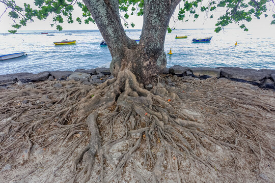 Racines de badamier sur plage de Maurice 