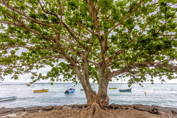 Arbre badamier sur plage de l’île Maurice 