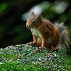 Red Squirrels, England