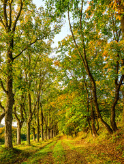 Fototapeta premium Castle, Buchlov, autumn, landscape, forests