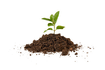 young seedling plant growing from soil isolated on white or transparent png