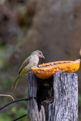 A little bird is happily pecking at a papaya.
