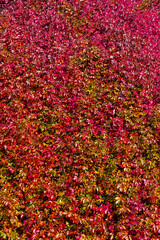 Colourful orange red leaves of Parthenocissus quinquefolia with sunlight, Virginia creeper is a species of flowering plant in the grape family Vitaceae, Nature autumn background, Leafs pattern texture