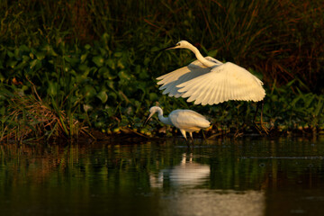 little egret (Egretta garzetta) searching for food on a swamp, shot during golden hour with reflection