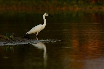 little egret (Egretta garzetta) searching for food on a swamp, shot during golden hour with reflection