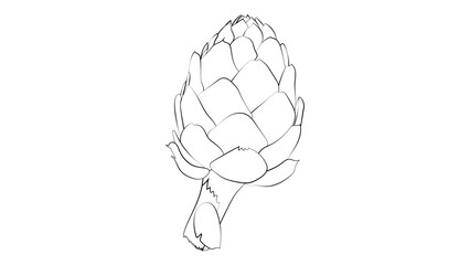 Artichoke  flower heads vector illustration. Vector illustration of Globe artichoke. Artichoke fresh natural vegetable. Black and white vector. 