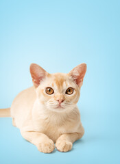 Burmese cream kitten full length.