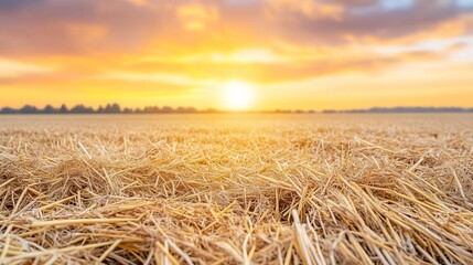 Field of straw under golden hour light, peaceful and serene