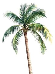 Watercolor Tropical Exotic Palm Tree Nature Plant