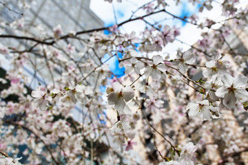 京都　頂法寺　六角堂　青空に映える美しい枝垂れ桜（しだれ桜）　日本京都府京都市　Kyoto, Chohoji Temple, Rokkakudo, Beautiful weeping cherry blossoms against the blue sky, Kyoto City, Kyoto Prefecture, Japan