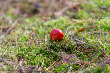Inedible, poisonous mushroom in the forest in autumn.