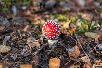 Inedible, poisonous mushroom in the forest in autumn.