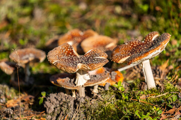 Inedible, poisonous mushroom in the forest in autumn.