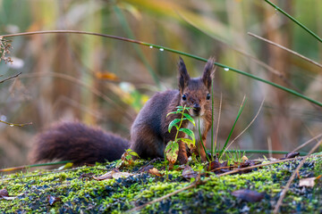 A red squirrel sits amidst mossy foliage in a woodland setting, a small green plant in front of it and dewdrops clinging to the surrounding grasses.