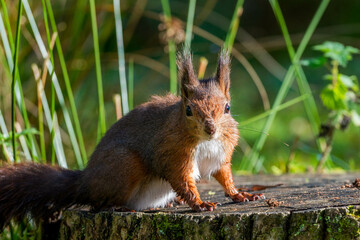 A red squirrel, with its distinctive bushy tail and white chest, perches on a mossy tree stump in a woodland setting.