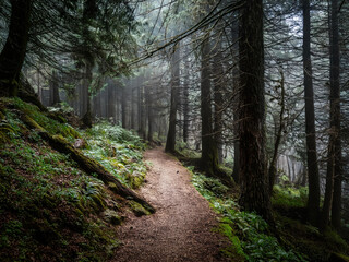 Fototapeta premium Hiking trail in the forest