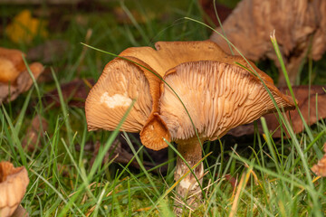 Pilz mit großem gewellten Hut und Lamellen auf Wiese