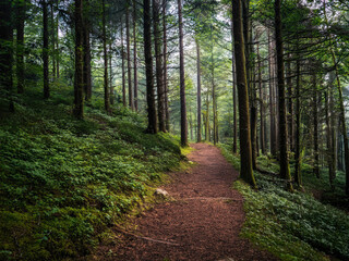 Fototapeta premium Hiking trail in the forest