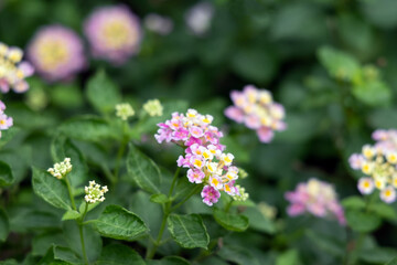 Naklejka premium Close-up of lantana blooming in the garden, photographed at the Greenhouse Garden in Shanghai, China