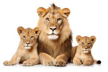 Obraz premium Lion family wildlife mammal animal.