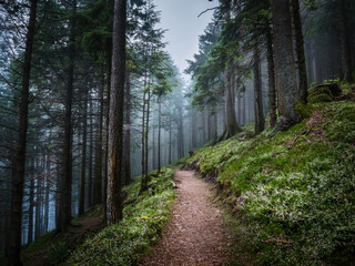 Obraz premium Hiking trail in the forest