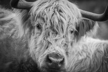 Schottisches Hochlandrind Portrait