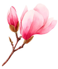 Fototapeta premium Pink Magnolia Flower Branch with Buds transparent background