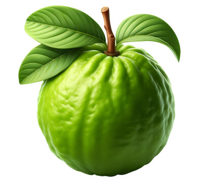 Guava fruit png guava png fresh guava png green fruit png goyave png green guava png transparent background photo