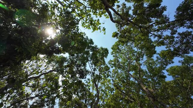 Rotating shot from under a tree in the forest during the day. 4K resolution footage