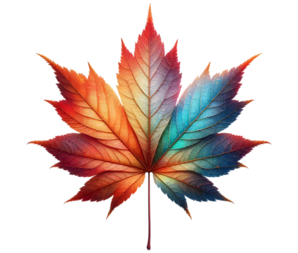 Maple leaf png canadian maple leaf png colorful maple's leaf png transparent background image