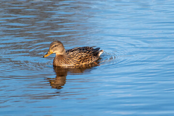 Fototapeta premium duck on the water