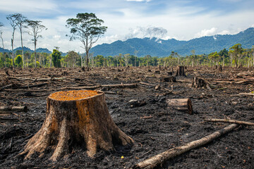 Rainforest losing biodiversity as a result of deforestation and climate change
