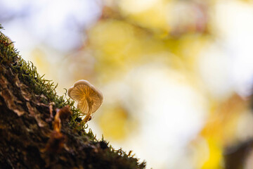 Sepas en un &aacute;rbol