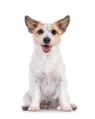 Smiling Jack Russel dog, sitting up facing front. Looking towards camera. Mouth open, tongue out. Isolated on a white background.