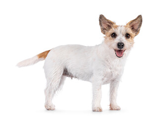 Smiling Jack Russel dog, standing side ways. Looking towards camera. Mouth open, tongue out. Isolated on a white background.