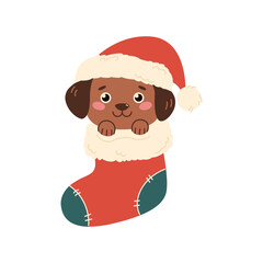 Cute puppy in christmas stocking. Small dog wearing Santa hat in Christmas sock isolated on white background