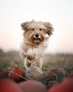 Hund K&uuml;rbisfeld