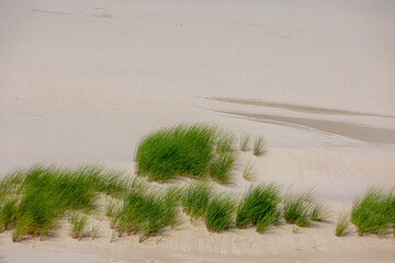 White sand dunes along the Dutch north sea coastline in Noord Holland, Netherlands, Blowing the european marram grass (beach grass) in the wind, Nature surface texture with lines or ripples background © Sarawut