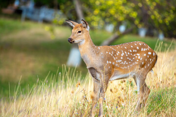 Beautiful sika deer in the autumn forest against the background of colorful foliage of trees. The deer looks to the sides and chews the grass. Fabulous forest autumn landscape with wild animals.
