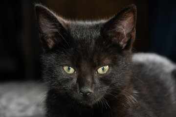 Obraz premium 9 week old black kitten 