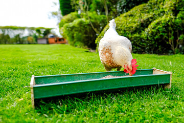 Young bantam hen seen pecking at chicken food from a plastic trough in a large English garden. The...